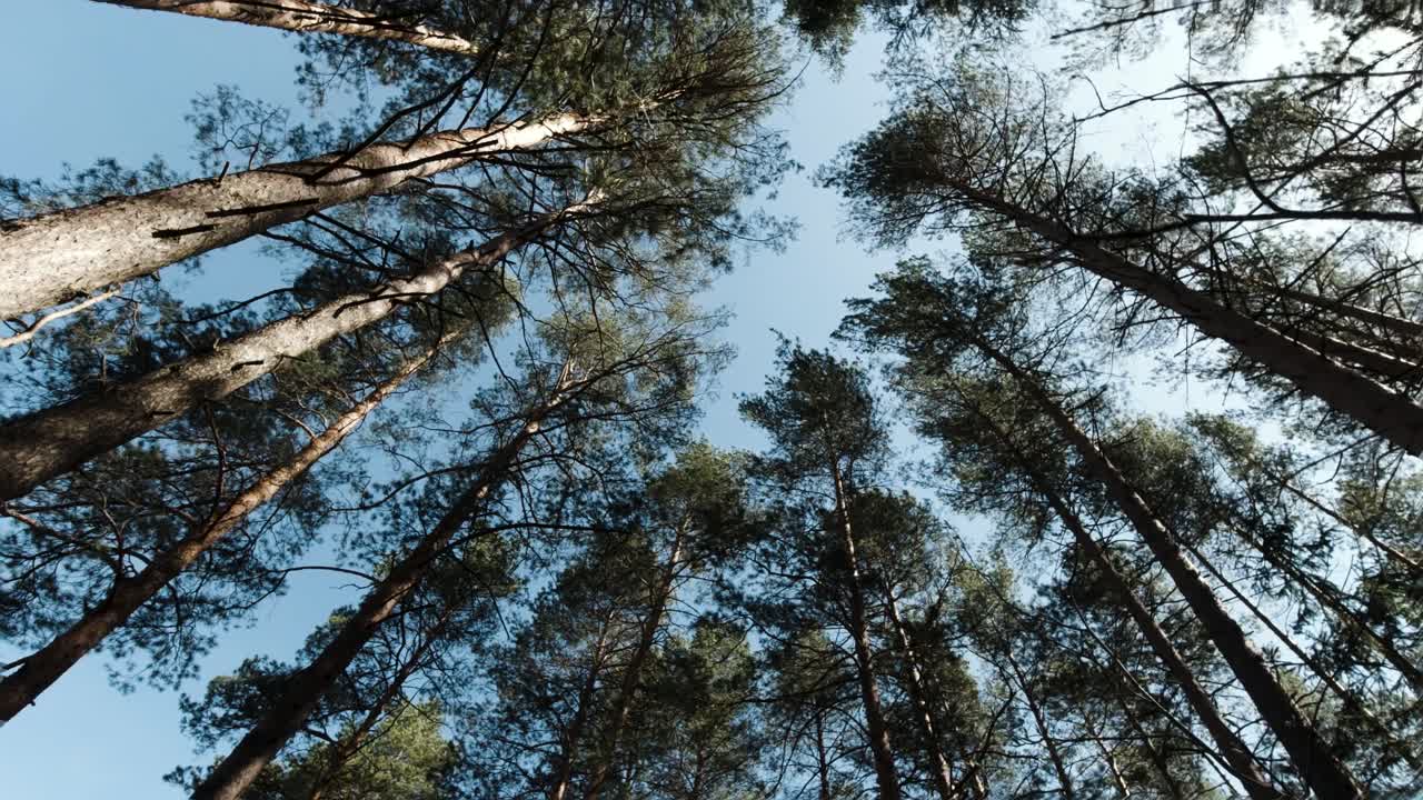 Looking Up at a Pine Forest