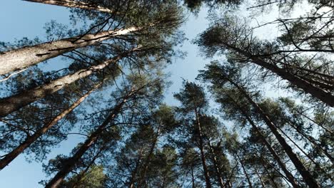 looking up at a pine forest