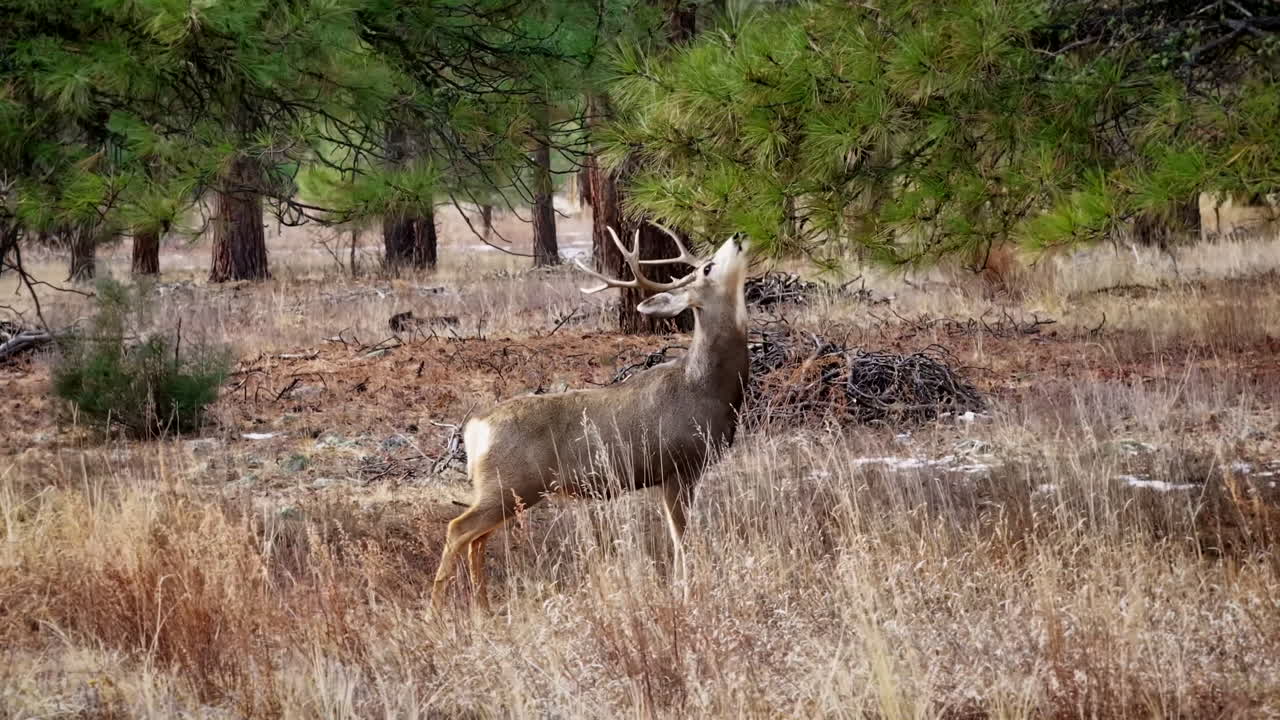 Colorado'daki Rocky Dağları'nın ormanında, bir çam ağacının dalından beslenip yiyecek arayan bir erkek katır geyiğinin etrafında yakından dönen, sinematik, alçaktan uçan, 70mm havadan drone çekimi.