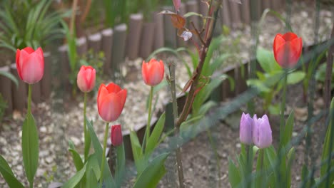 Beautiful-nature-footage-of-red-and-purple-tulips,-gravel-background,-decorative-tulip-flower-blossom-in-springtime