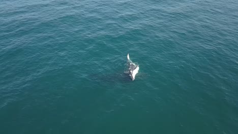 toma estática sobre una cría de ballena jorobada en la superficie con su madre debajo