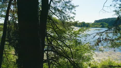 flying between the trees in the spring forest on a blue lake background