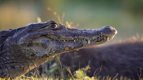 caiman facing forward in grassy field, eyes focused, basking in sun, capybara backdrop, sunlight illuminates across edge
