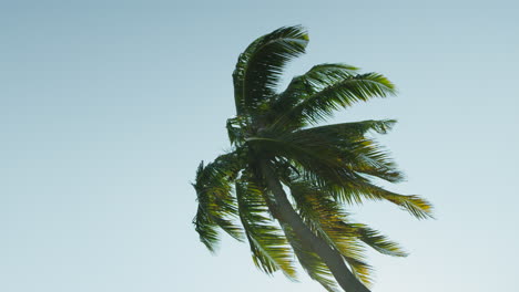 Palm-tree-at-the-beach-of-Mombasa,-Kenya