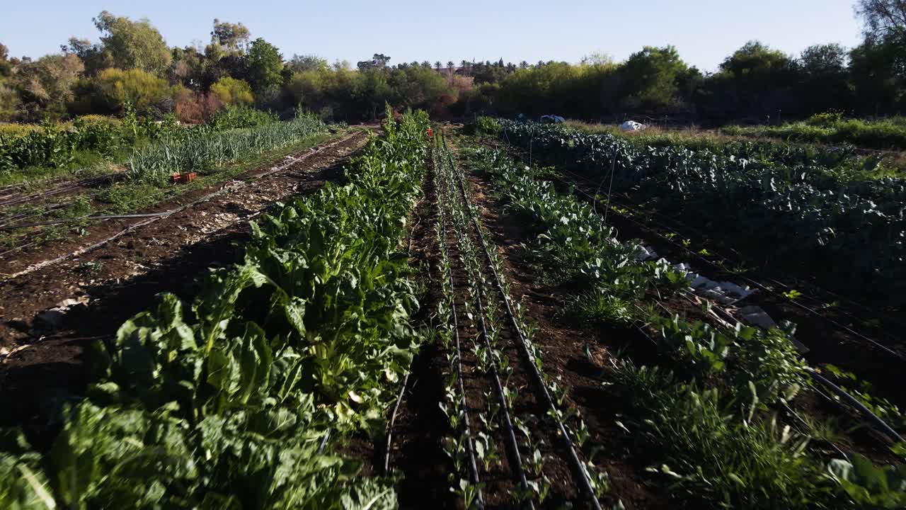Forward-moving shot of vibrant organic farm rows in Neot Smadar, Israel, sustainable agriculture, green crops and irrigation lines under early morning light.