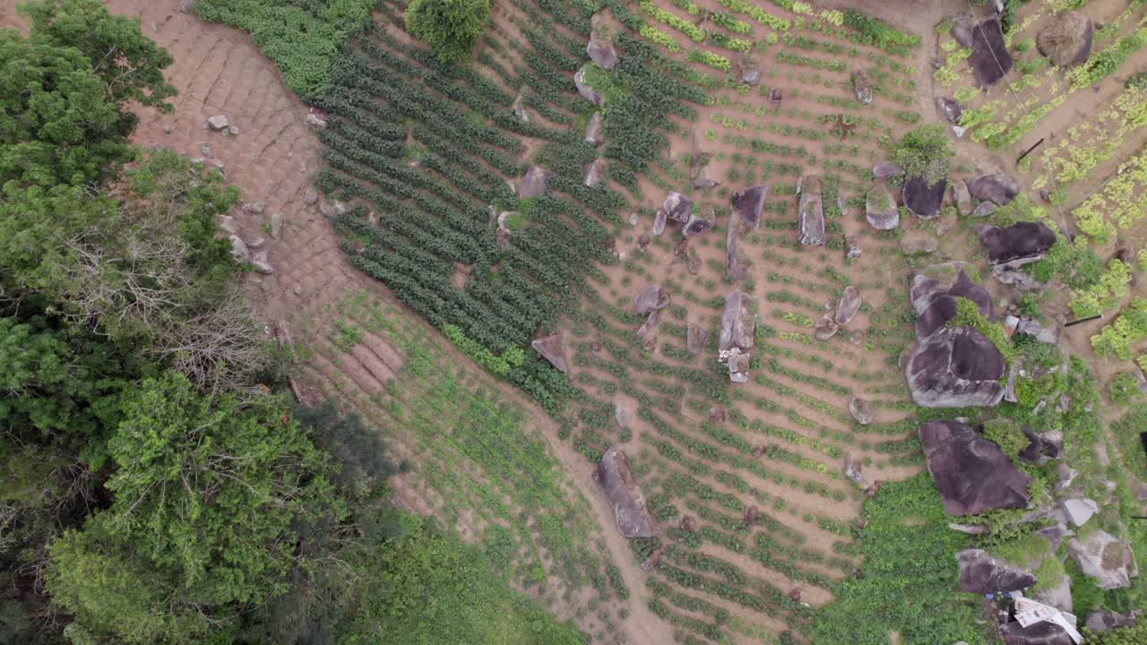 Drone bird eye view footage of cassava farm on Mahe island, Seychelles 30fps 001