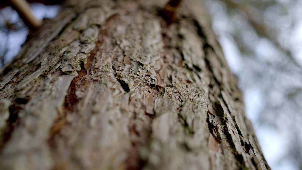 The video features a close-up view of tree bark, showcasing its texture in detail, with a blurred natural background