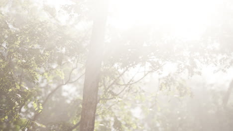 sun shining through the trees in a forest