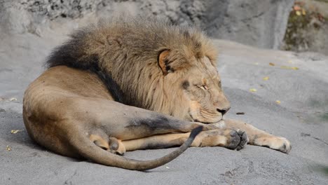 león, el rey de la jungla.