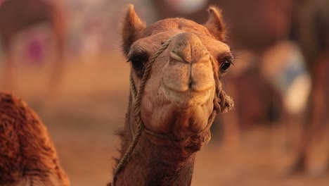 camellos en cámara lenta en la feria de pushkar, también llamada feria de camellos de pushkar o localmente como kartik mela es una feria anual de varios días de ganado y cultural que se celebra en la ciudad de pushkar rajasthan, india.