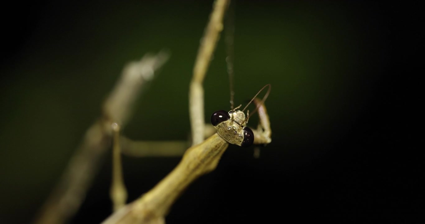 Primo piano di mantide religiosa che pulisce le antenne; macro notturna al rallentatore con pseudopupille nere.