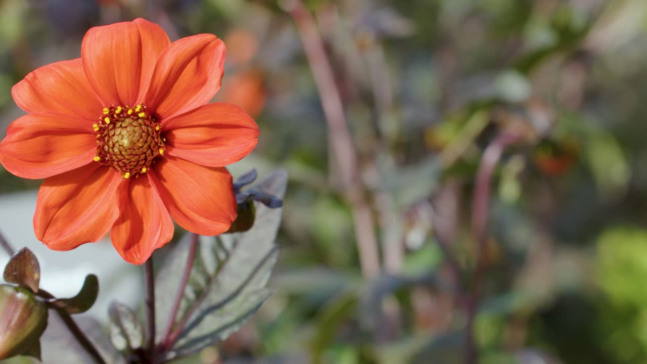 Orange Dahlia flower sways gently outdoors, natural daylight, shallow depth of field, macro shot
