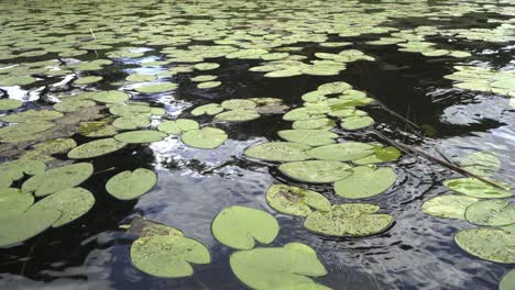 aguas tranquilas del lago y hojas de nenúfares que se balancean con la brisa