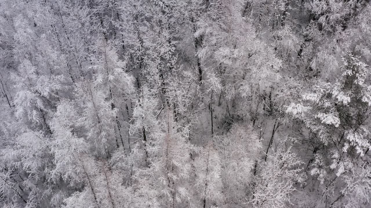 부드러운 눈이 내리는 동안 포플러와 항상 푸른 나무가 있는 겨울 숲 위로 공중 돌리