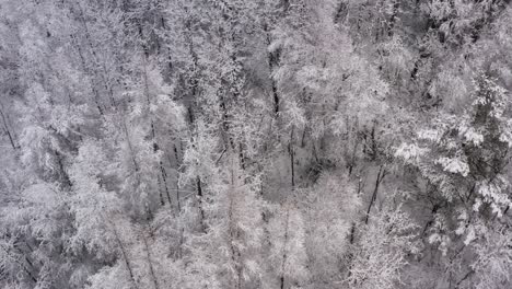Aerial-dolly-forward-over-top-of-a-winter-forest-with-poplar-and-ever-green-trees-during-soft-snowfall