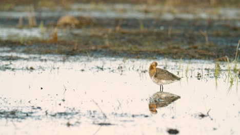 Uferschnepfe-Während-Des-Frühlingszuges-In-Feuchtgebieten-überschwemmten-Wiesen-Zum-Fressen-Und-Rasten