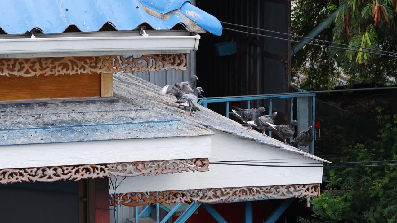 비둘기는 건물에서 날아갔다.