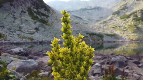 flowering plant veratrum album around alpine lake and rocks. the poisonous mountain flower sway by the wind. summer nature in pirin, bulgaria