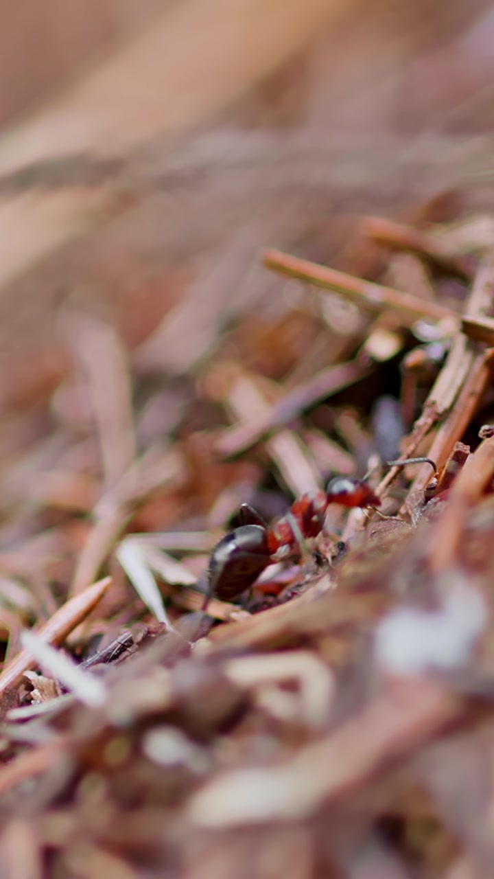 Primo piano di una formica rossa che cammina sul suolo della foresta