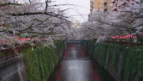 Nakameguro-Sakura-Festival-In-Tokio,-Japan