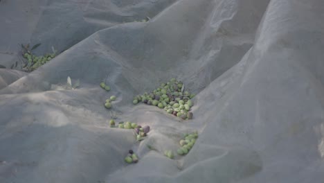 Harvesting-olives-as-they-fall-into-a-net-at-the-bottom-of-the-grove