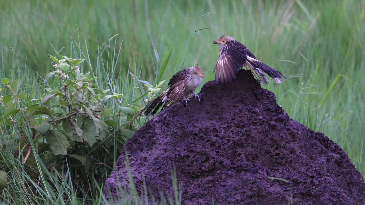 Wet tropical Guira Cuckoo birds resting on termite mound in grassland savanna pasture