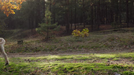 Un-Perro-Activo-Corre-Por-Un-Sendero-En-El-Bosque-De-Otoño