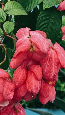 flores rosadas con gotas de agua
