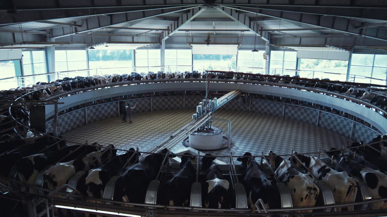 Milking cows carousel dairy production facility. Modern parlor interior view.