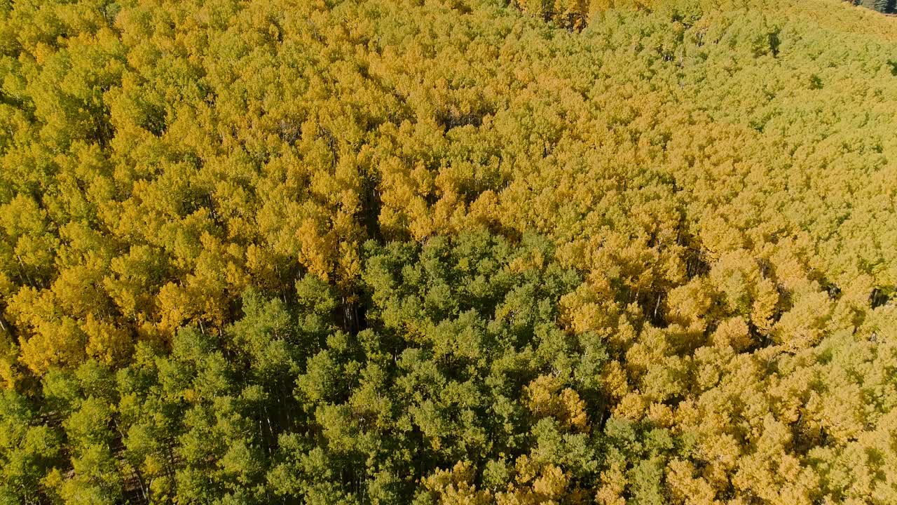 コロラド州ケブラー峠を曲がるアスペンズ