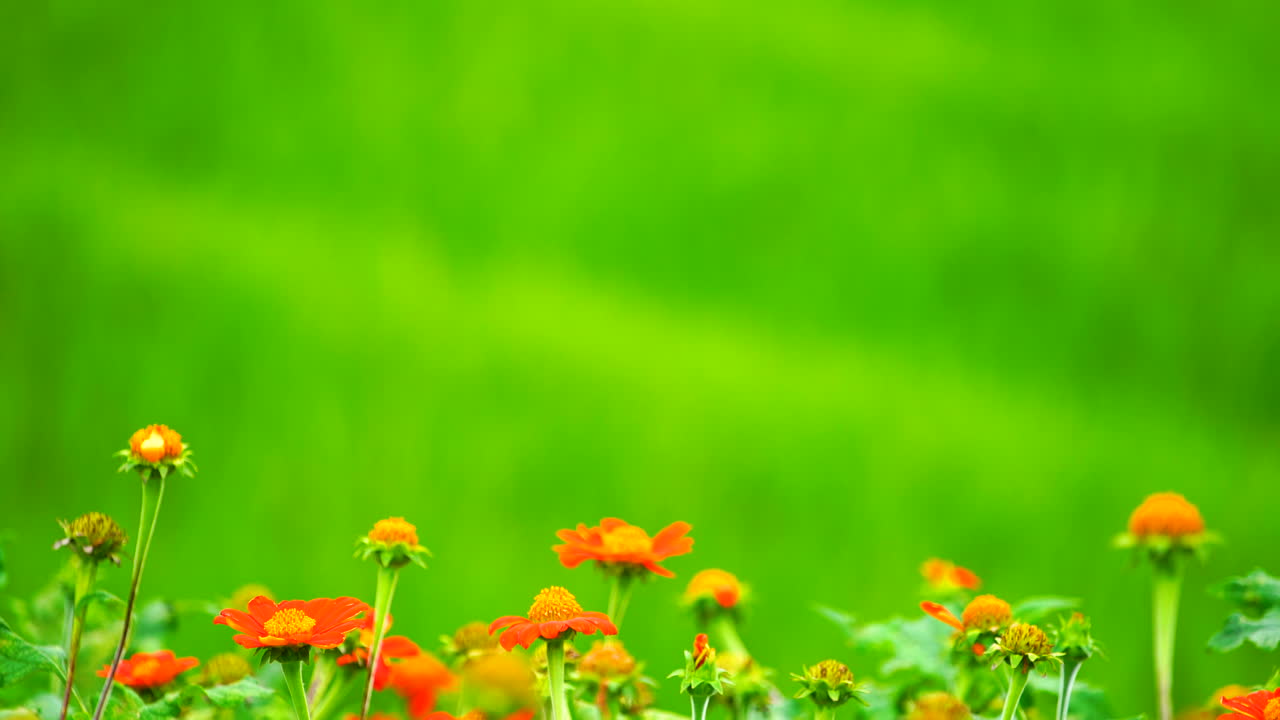 Red flower on green field background.