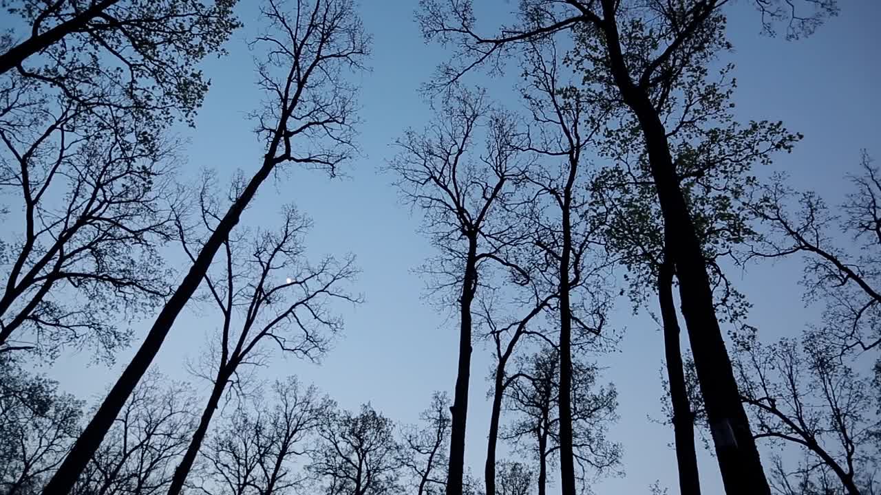 Silhouettes Of Trees. Old Tree. Landscape with trees