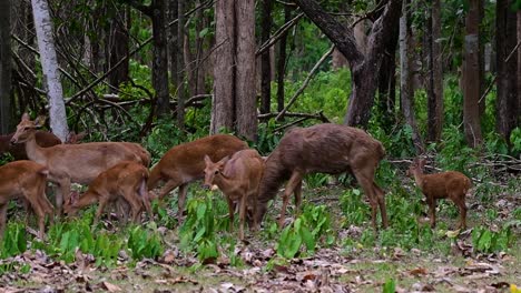 the eld's deer is an endangered species due to habitat loss and hunting