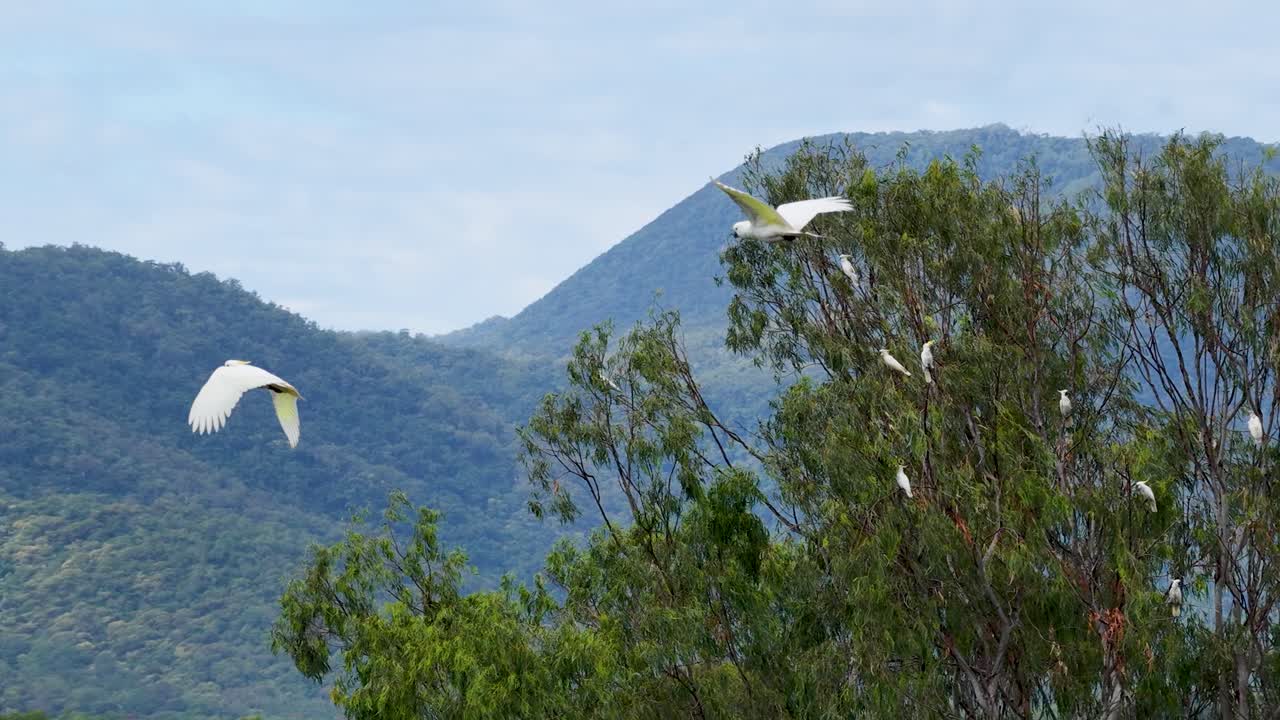 Sulphur-crested cockatoos gracefully fly over lush, mountainous terrain in Port Douglas, Australia. Overcast skies and vibrant greenery create a serene atmosphere
