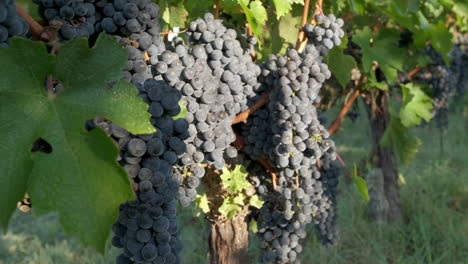 red ripe vine grapes in vineyard