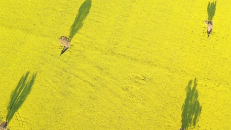 una excelente toma aérea de campos de canola en cowra australia
