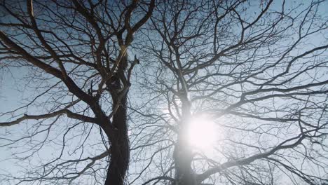 Cerrar-Un-árbol-Sin-Hojas-Con-Retroiluminación-Natural-Del-Sol-Con-Movimiento-Dinámico