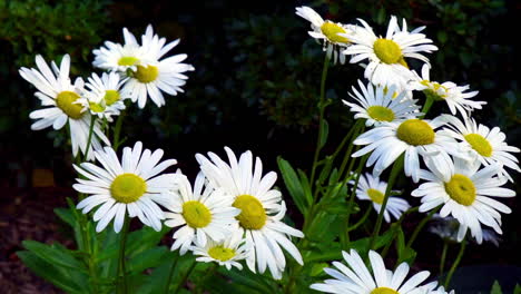 a grouping of daisies with a small pollinating insect flying nearby