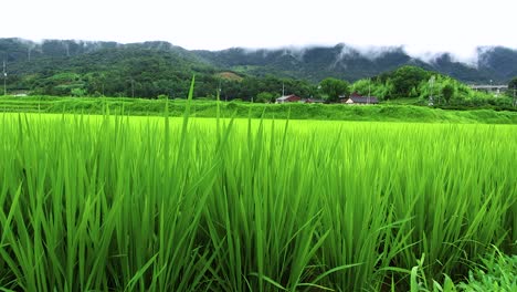 campo de arroz coreano en ciudad rural