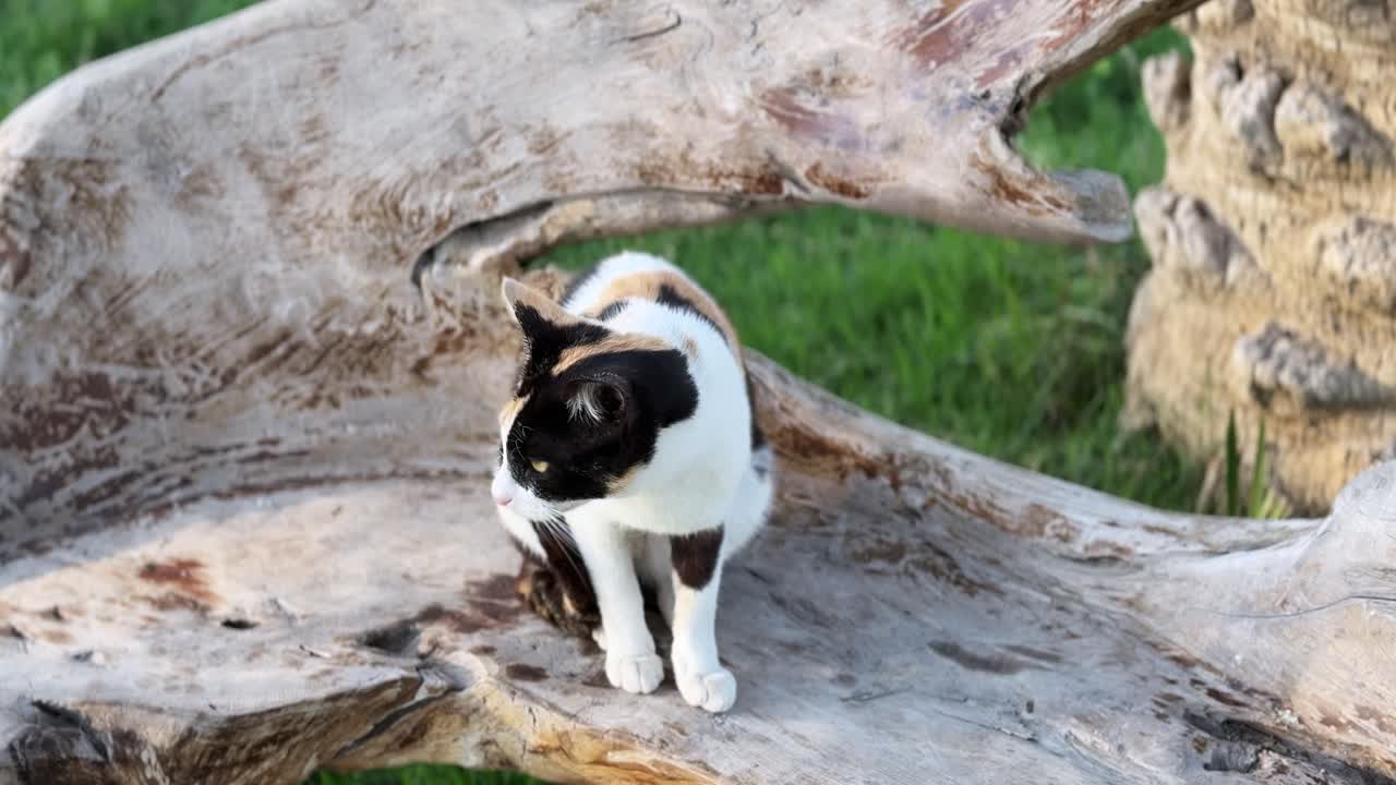 Gatto calico che cammina su una panchina di legno rustica intagliata in un parco erboso durante il giorno, catturando il movimento naturale dell'animale, lo stile di vita all'aperto e l'ambiente pacifico del parco.