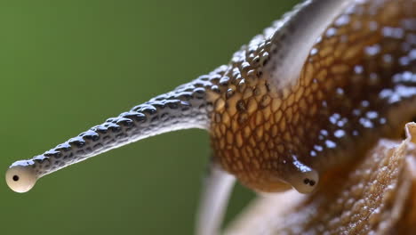 close-up of a snail's eye stalk
