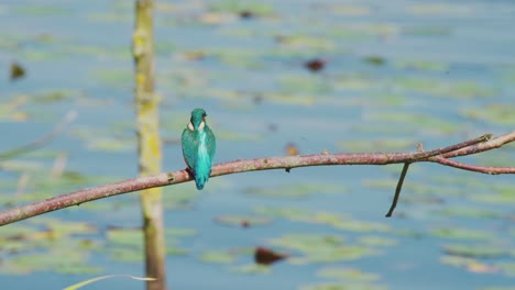 pescador rey encaramado en la rama sobre el estanque idílico en friesland países bajos, delgada franja blanca en la espalda con la cabeza balanceándose