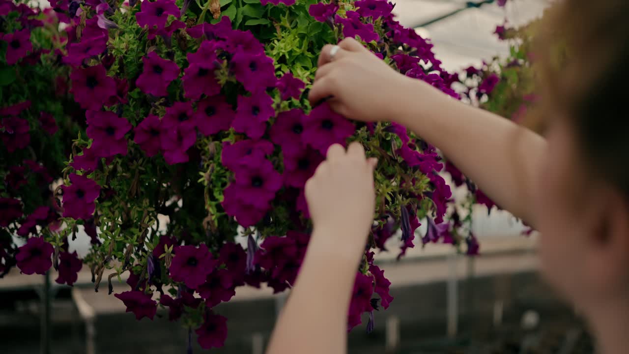 Close up over the shoulder of a confident farmer girl with red curly hair sorting and inspecting purple flowers on a hanging bed in a greenhouse on the farm