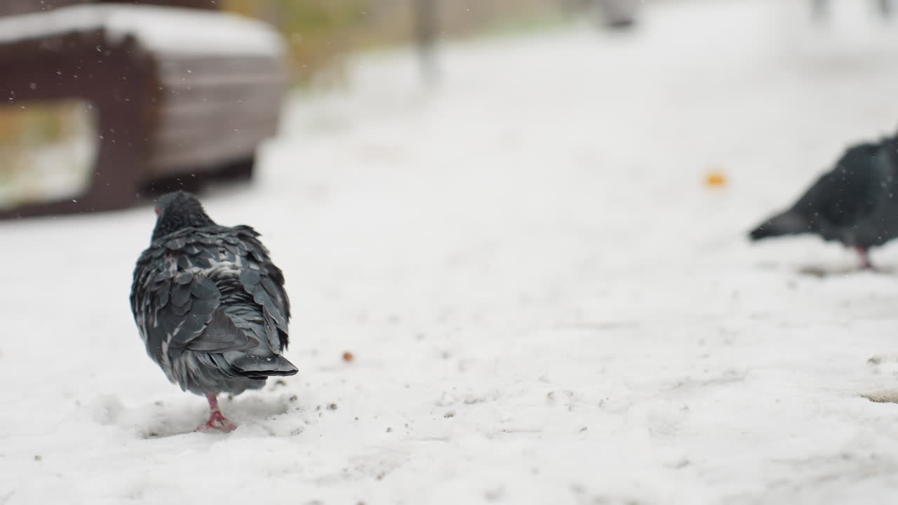 두 개의 검은 비둘기가 눈 속에서 는 동안 털을 고, 부드러운 눈보라 아래 배경에 나무 벤치의 부분적인 시야를 가지고 있습니다.
