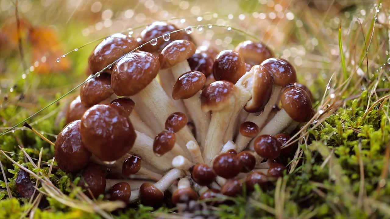 비가 오는  ⁇ 빛이 비는 숲에서  ⁇ 의 아가릭의 armillaria 버섯.