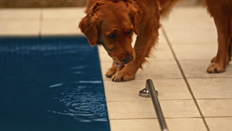 golden retriever drinking water from the swimming pool