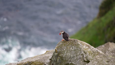 a puffin perched on the edge of a cliff in norway with puffins flying above the ocean in the background, slow motion