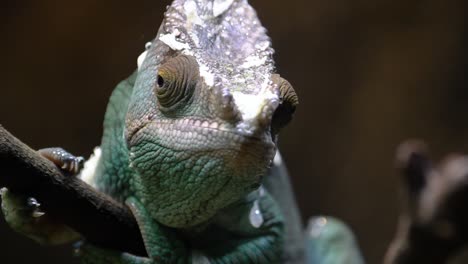 parson chameleon walking over twig and moving slowly