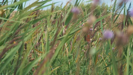 butterfly is sitting on barley