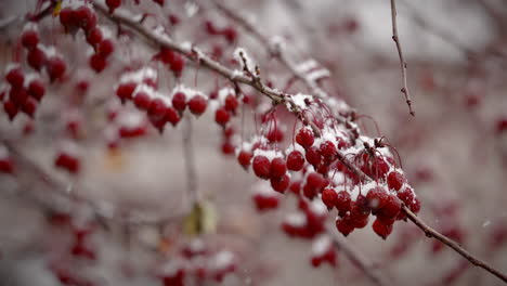 Im-Winter-Fällt-Schnee-Auf-Die-Roten-Beeren,-Die-An-Einem-Ast-Hängen